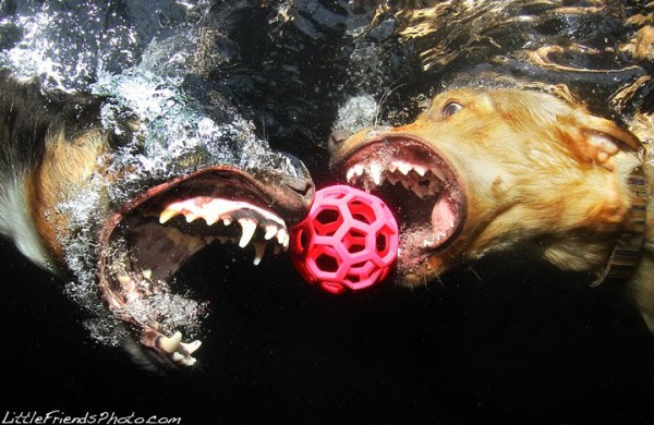 Hilariously Ferocious Underwater Dogs | Colossal